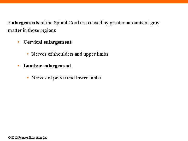 Enlargements of the Spinal Cord are caused by greater amounts of gray matter in