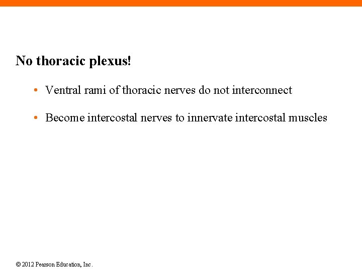 No thoracic plexus! • Ventral rami of thoracic nerves do not interconnect • Become