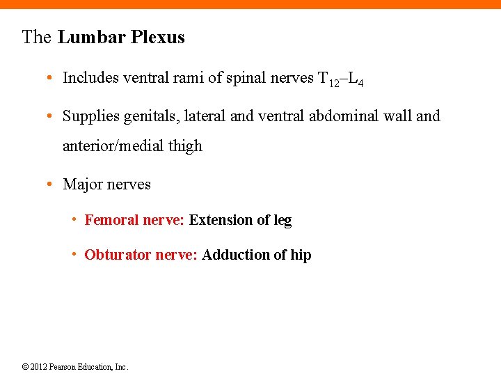 The Lumbar Plexus • Includes ventral rami of spinal nerves T 12–L 4 •