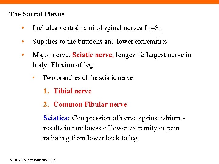 The Sacral Plexus • Includes ventral rami of spinal nerves L 4–S 4 •
