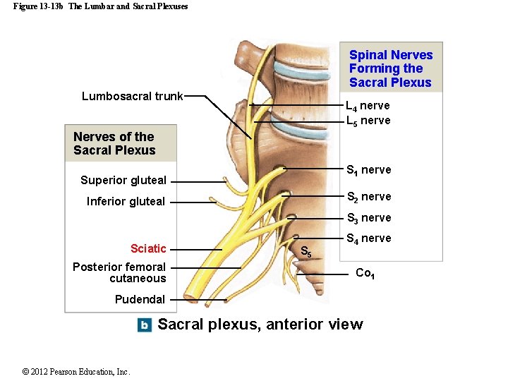 Figure 13 -13 b The Lumbar and Sacral Plexuses Spinal Nerves Forming the Sacral