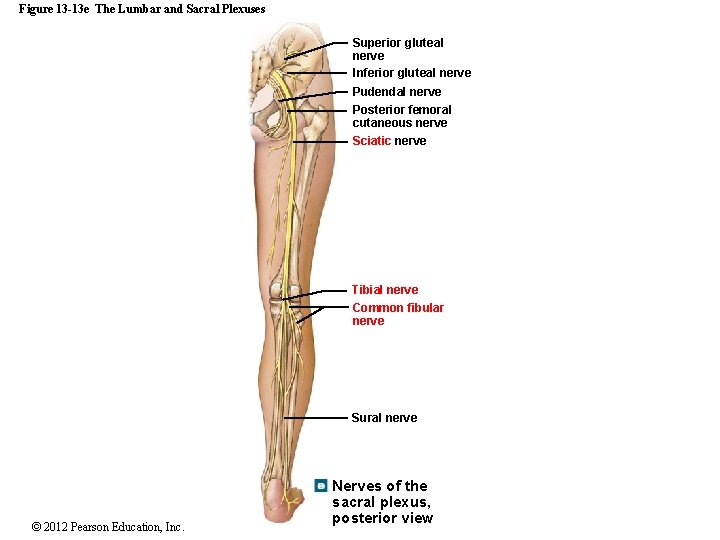 Figure 13 -13 e The Lumbar and Sacral Plexuses Superior gluteal nerve Inferior gluteal