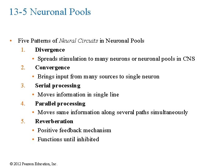 13 -5 Neuronal Pools • Five Patterns of Neural Circuits in Neuronal Pools 1.