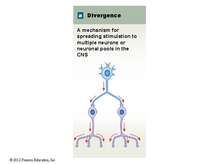 a Divergence A mechanism for spreading stimulation to multiple neurons or neuronal pools in