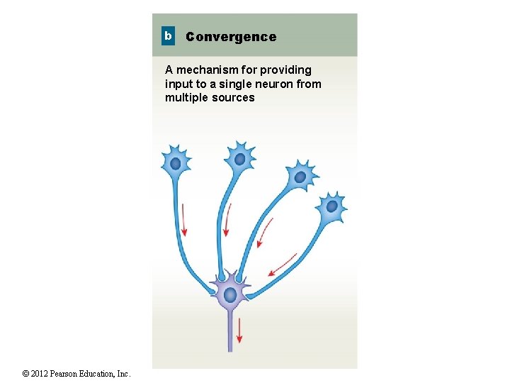 b Convergence A mechanism for providing input to a single neuron from multiple sources