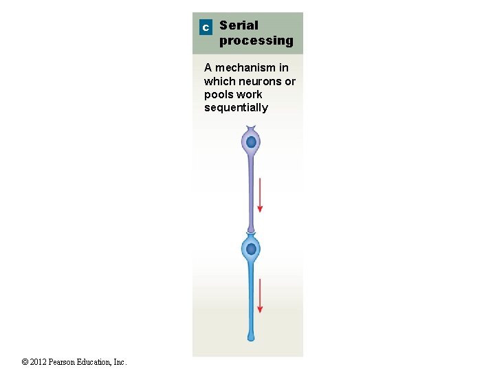 c Serial processing A mechanism in which neurons or pools work sequentially © 2012