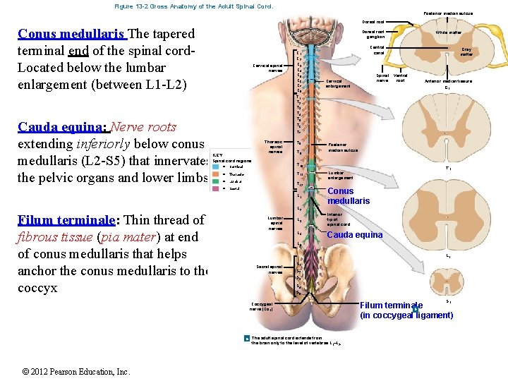 Figure 13 -2 Gross Anatomy of the Adult Spinal Cord. Posterior median sulcus Dorsal