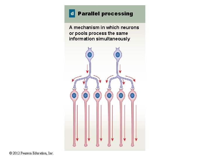 d Parallel processing A mechanism in which neurons or pools process the same information