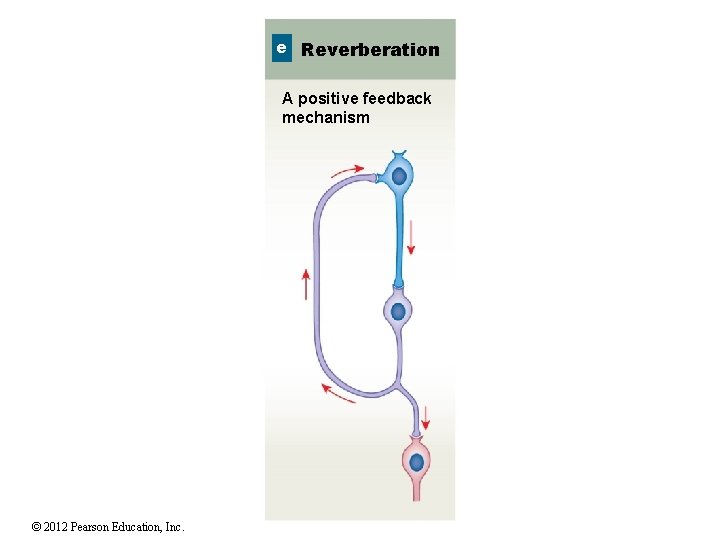 e Reverberation A positive feedback mechanism © 2012 Pearson Education, Inc. 