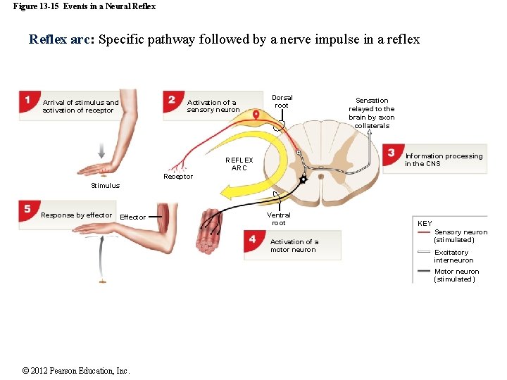 Figure 13 -15 Events in a Neural Reflex arc: Specific pathway followed by a