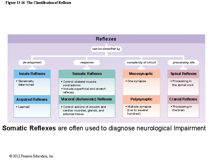 Figure 13 -16 The Classification of Reflexes can be classified by development response complexity