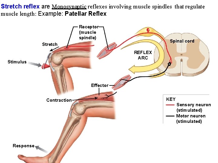 Stretch reflex are Monosynaptic reflexes involving muscle spindles that regulate muscle length: Example: Patellar
