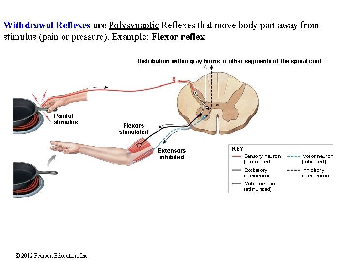 Withdrawal Reflexes are Polysynaptic Reflexes that move body part away from stimulus (pain or