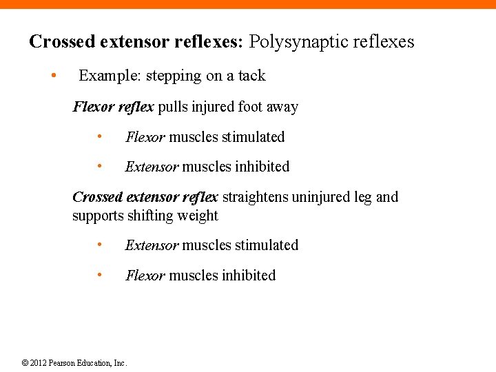 Crossed extensor reflexes: Polysynaptic reflexes • Example: stepping on a tack Flexor reflex pulls