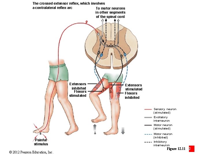 The crossed extensor reflex, which involves a contralateral reflex arc To motor neurons in