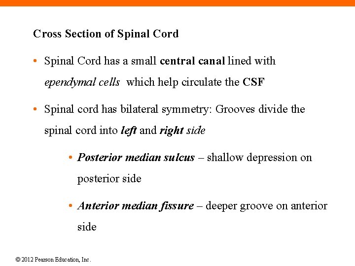 Cross Section of Spinal Cord • Spinal Cord has a small central canal lined