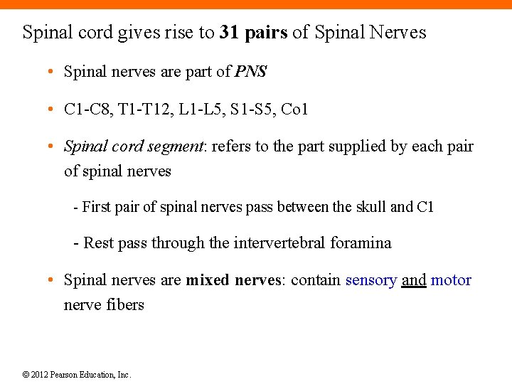 Spinal cord gives rise to 31 pairs of Spinal Nerves • Spinal nerves are