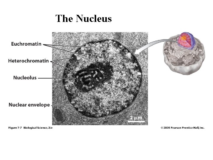 The Nucleus 