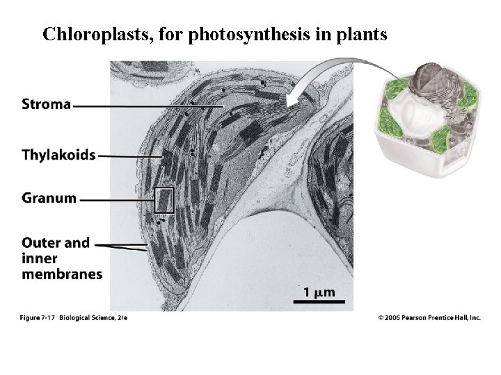 Chloroplasts, for photosynthesis in plants 