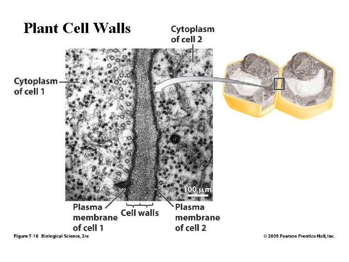 Plant Cell Walls 
