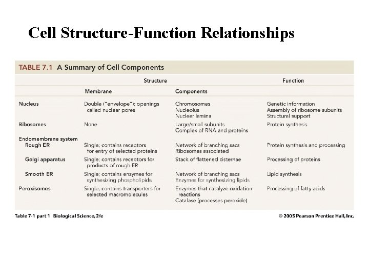 Cell Structure-Function Relationships 