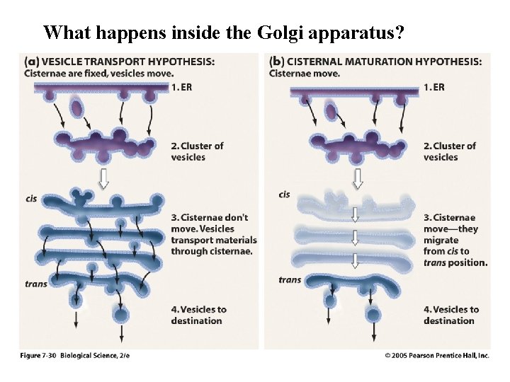 What happens inside the Golgi apparatus? 