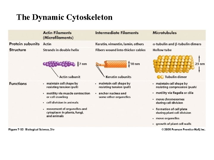 The Dynamic Cytoskeleton 