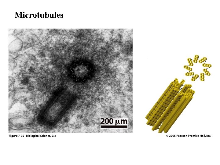 Microtubules 