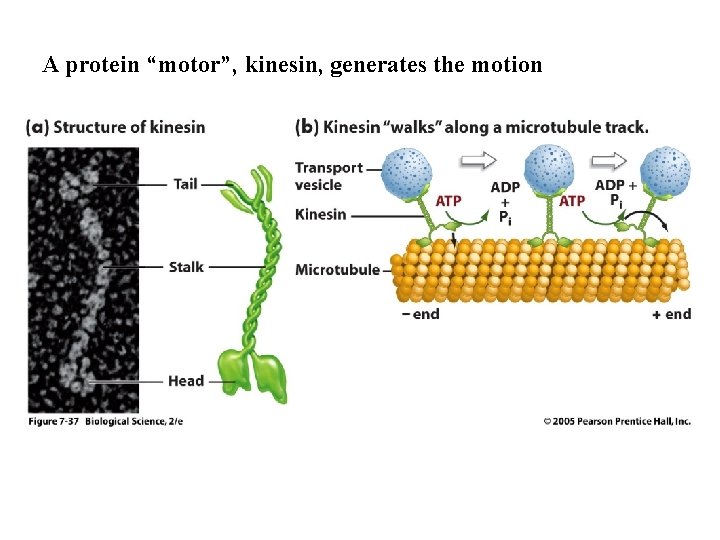 A protein “motor”, kinesin, generates the motion 