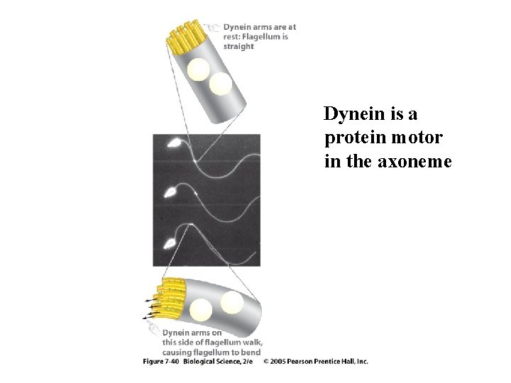 Dynein is a protein motor in the axoneme 