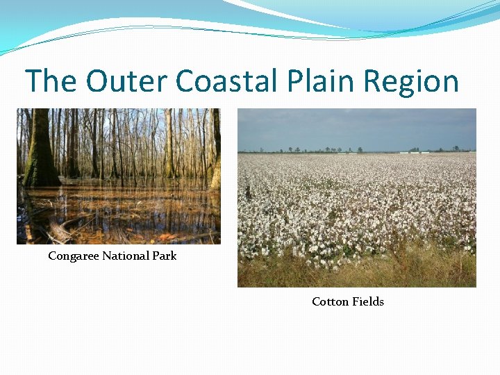 The Outer Coastal Plain Region Congaree National Park Cotton Fields 