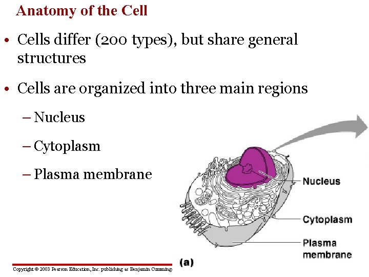 Anatomy of the Cell • Cells differ (200 types), but share general structures •