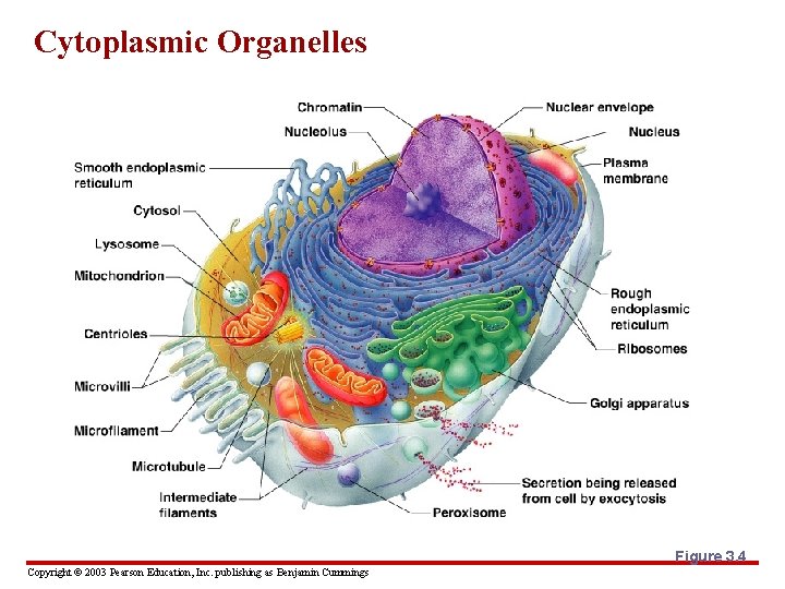 Cytoplasmic Organelles Figure 3. 4 Copyright © 2003 Pearson Education, Inc. publishing as Benjamin