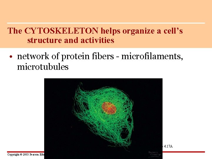 The CYTOSKELETON helps organize a cell’s structure and activities • network of protein fibers