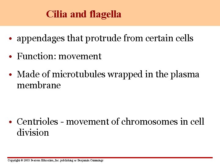 Cilia and flagella • appendages that protrude from certain cells • Function: movement •