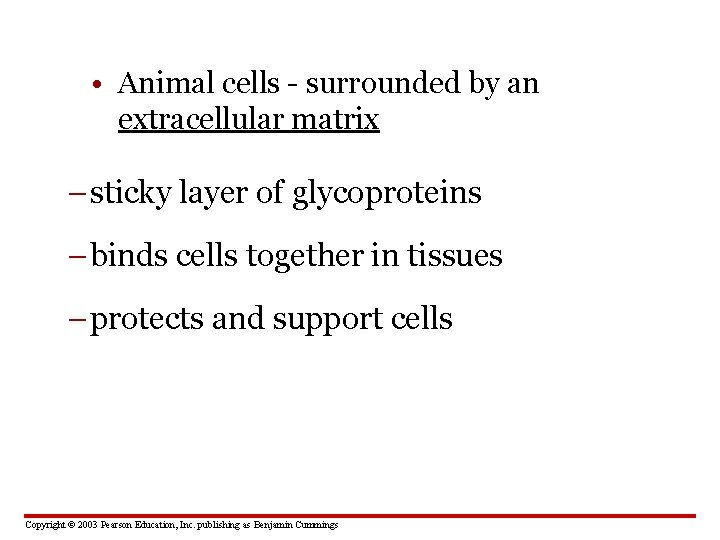  • Animal cells - surrounded by an extracellular matrix – sticky layer of