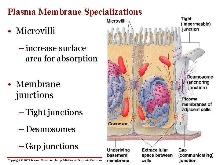 Plasma Membrane Specializations • Microvilli – increase surface area for absorption • Membrane junctions