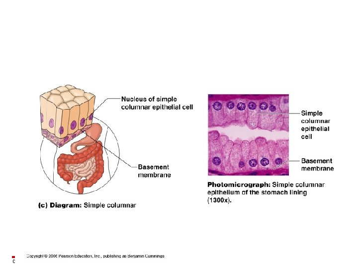 Copyright © 2003 Pearson Education, Inc. publishing as Benjamin Cummings 