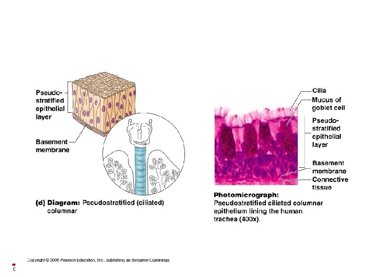 Copyright © 2003 Pearson Education, Inc. publishing as Benjamin Cummings 