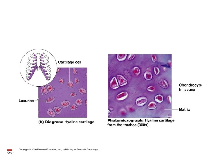 Copyright © 2003 Pearson Education, Inc. publishing as Benjamin Cummings 