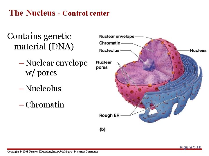 The Nucleus - Control center Contains genetic material (DNA) – Nuclear envelope w/ pores