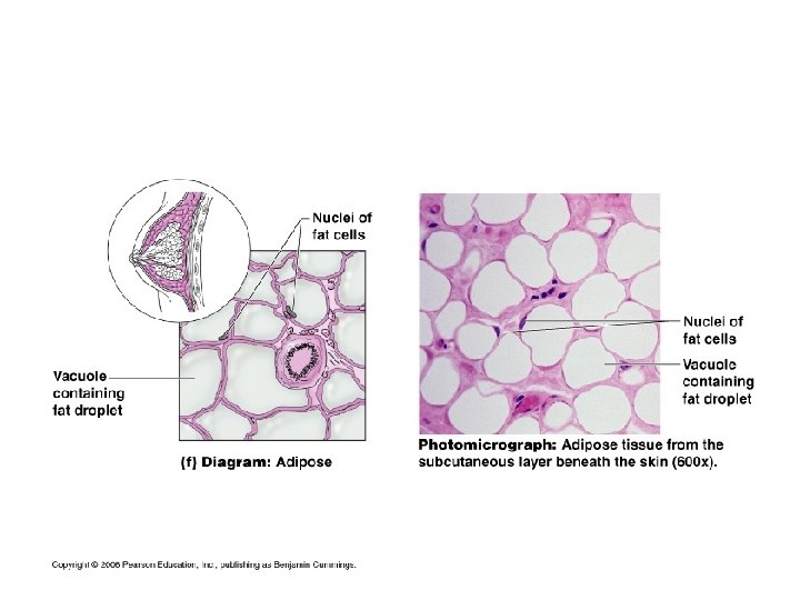 Copyright © 2003 Pearson Education, Inc. publishing as Benjamin Cummings 