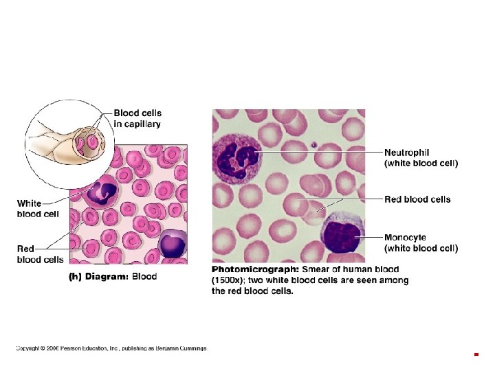 Copyright © 2003 Pearson Education, Inc. publishing as Benjamin Cummings 