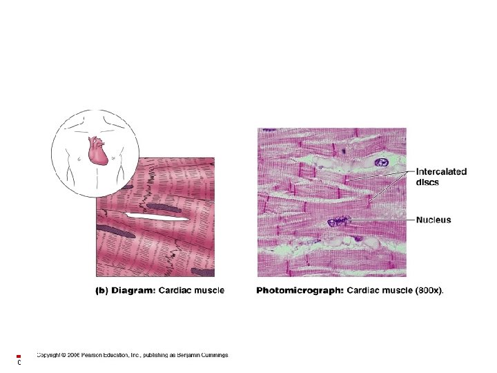 Copyright © 2003 Pearson Education, Inc. publishing as Benjamin Cummings 
