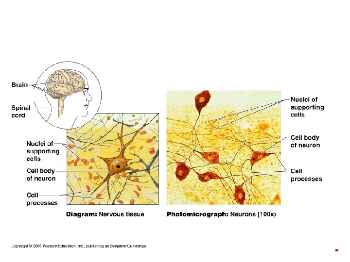 Copyright © 2003 Pearson Education, Inc. publishing as Benjamin Cummings 