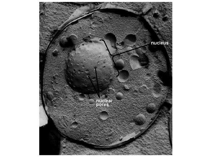 nucleus nuclear pores 