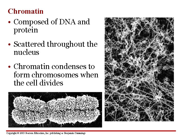 Chromatin • Composed of DNA and protein • Scattered throughout the nucleus • Chromatin