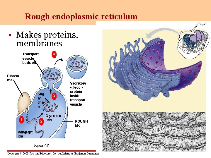 Rough endoplasmic reticulum • Makes proteins, membranes Transport vesicle buds off 4 Riboso me