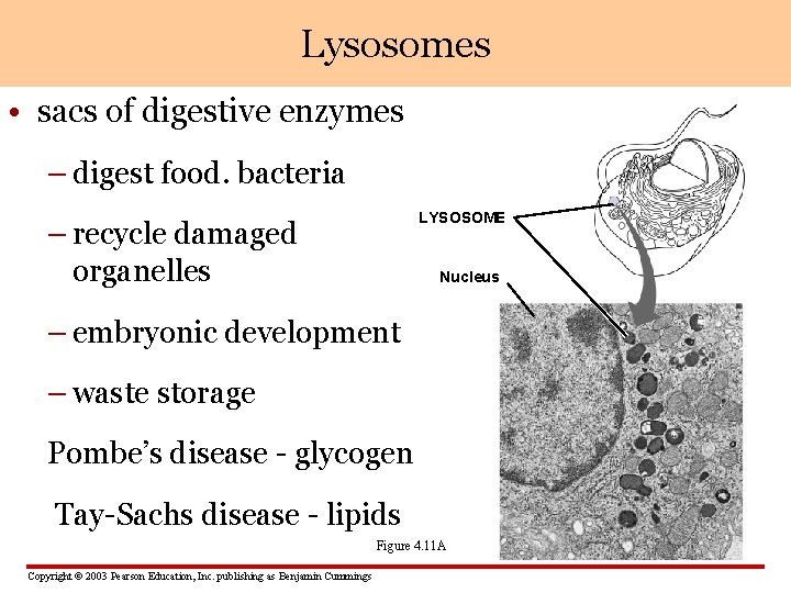 Lysosomes • sacs of digestive enzymes – digest food. bacteria LYSOSOME – recycle damaged