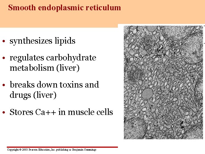 Smooth endoplasmic reticulum • synthesizes lipids • regulates carbohydrate metabolism (liver) • breaks down